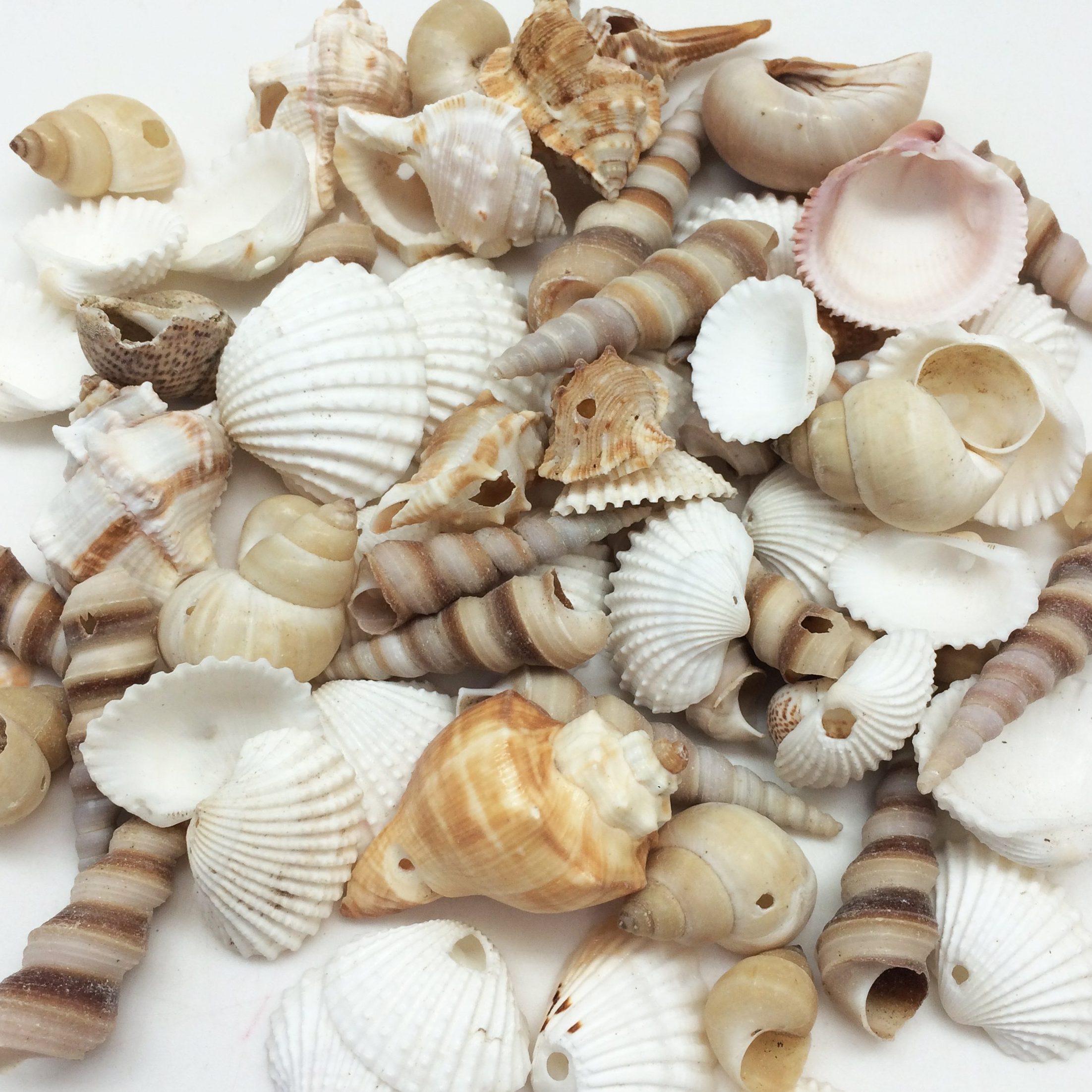 shell