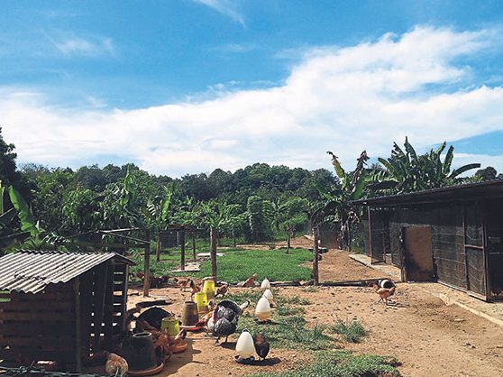 uncle rani organic chicken farm